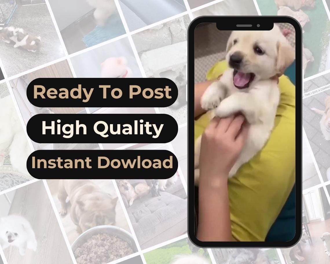 500 Funny Animal Reels | DFY Done For You Viral Reels | TikTok Instagram Reels Facebook Youtube Shorts | English Ready To Post