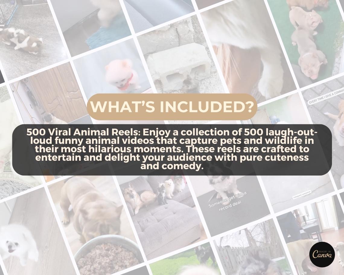 500 Funny Animal Reels | DFY Done For You Viral Reels | TikTok Instagram Reels Facebook Youtube Shorts | English Ready To Post
